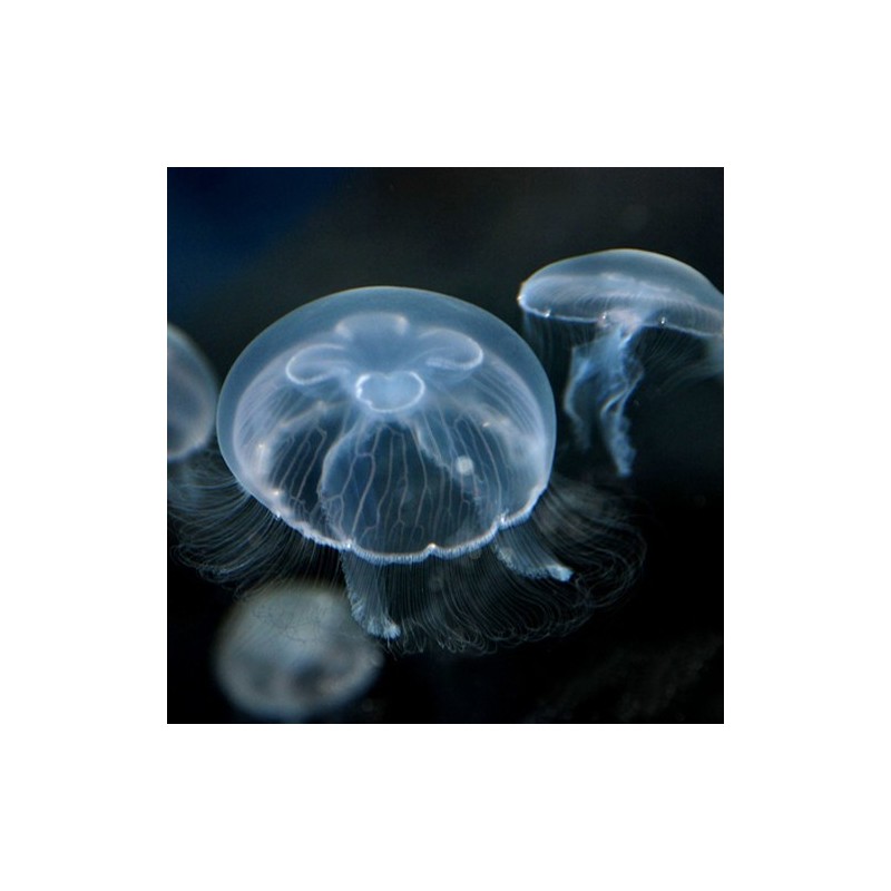 [Imagen: medusa-luna-viva-aurelia-aurita-4-5-cm.jpg]
